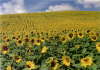 Sonnenblumenfeld im Tarn